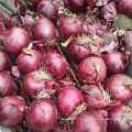 CHINESE ONION HIGH QUALITY ONION HOT SALE ONION